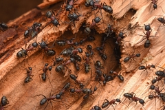 Camponotus atrox