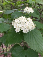 Viburnum bracteatum