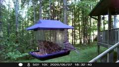 Spizella passerina passerina