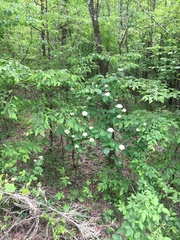 Viburnum bracteatum