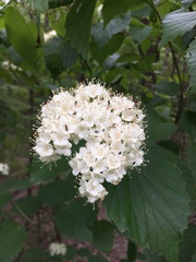 Viburnum bracteatum