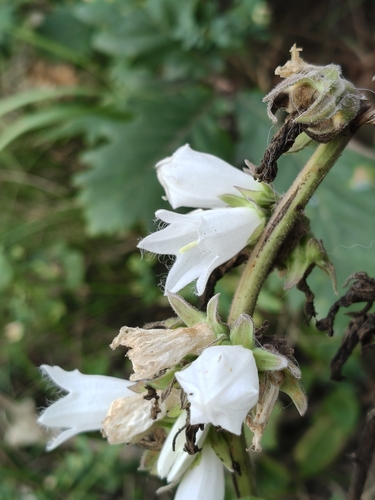 Campanula alliariifolia, photograph 6