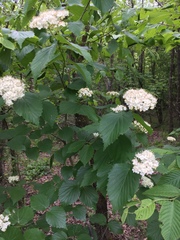 Viburnum bracteatum
