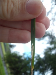 Cosmopterix attenuatella