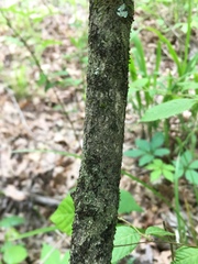 Viburnum bracteatum