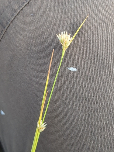 white beak-sedge