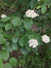 Viburnum bracteatum