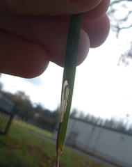 Cosmopterix attenuatella