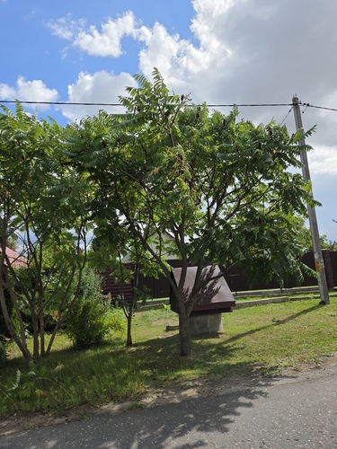 staghorn sumac