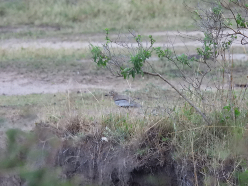 iNaturalist image