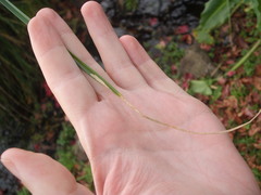 Cosmopterix attenuatella