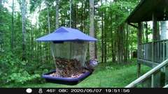 Spizella passerina passerina