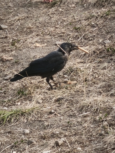 Eurasian Jackdaw