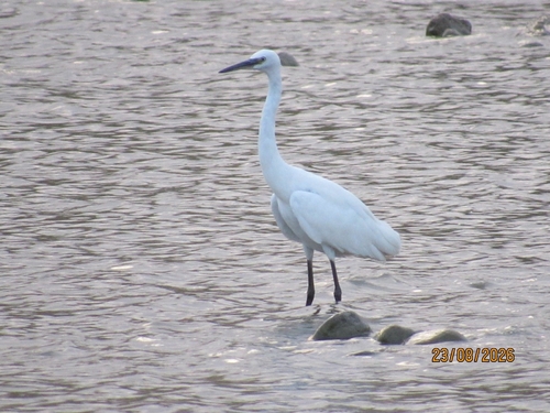 Little Egret