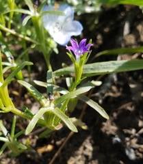 Githopsis specularioides