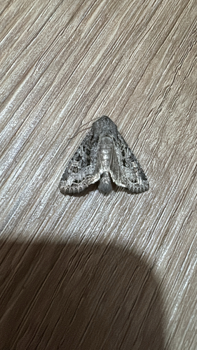 Glassy Cutworm Moth