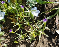 Githopsis specularioides