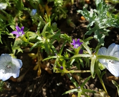 Githopsis specularioides