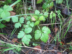 Rubus arcticus, photograph author not stated, no rights reserved