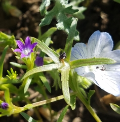 Githopsis specularioides