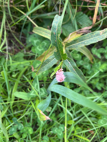 water smartweed