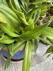 Phragmipedium