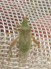 Harmostes reflexulus