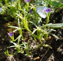 Githopsis specularioides