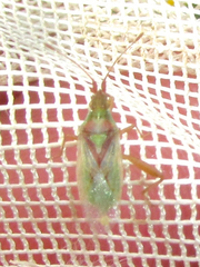 Harmostes reflexulus