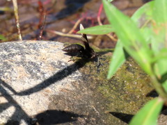 Parachartergus apicalis
