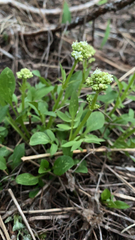 Valeriana californica