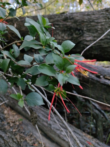 Tristerix corymbosus, photograph 5