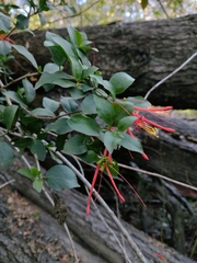 Tristerix corymbosus, photograph (c) Ezequiel Racker, some rights reserved (CC BY)