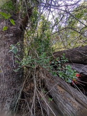 Tristerix corymbosus, photograph (c) Ezequiel Racker, some rights reserved (CC BY)
