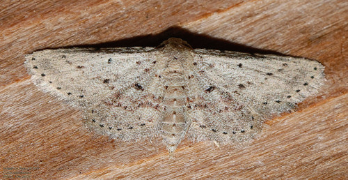 Wavy False Pug Moth