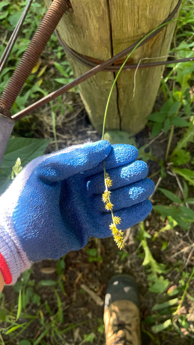 Carex sparganioides, 2026-08-11