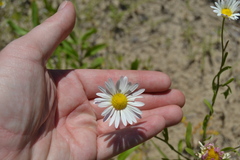Aphanostephus skirrhobasis