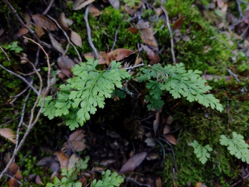 Asplenium dareoides observed 2026-08-23