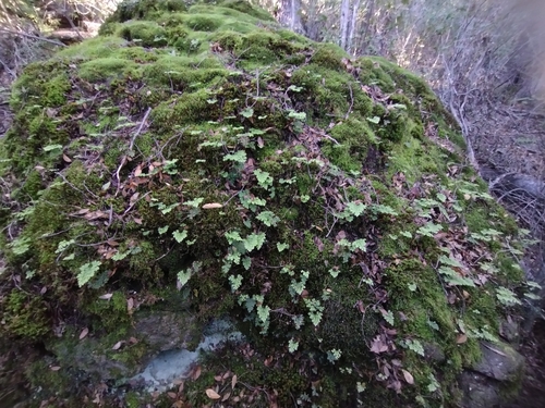 Asplenium dareoides, photograph 1