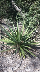 Yucca madrensis