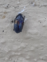 Coleoptera