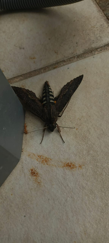 Alope Sphinx