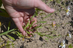 Aphanostephus skirrhobasis