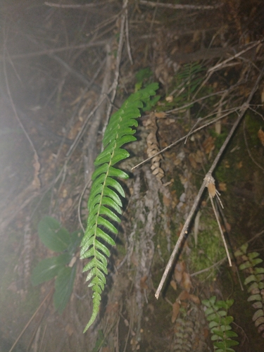 Blechnum hastatum, photograph 2