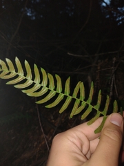 Blechnum hastatum, photograph (c) Ezequiel Racker, some rights reserved (CC BY)