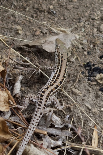 Balkan Wall Lizard