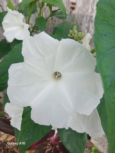 Ipomoea carnea fistulosa