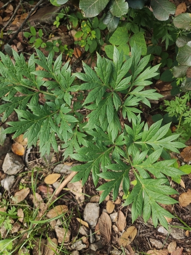 Paeonia delavayi observed 2026-07-23