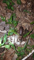 Nesoecia nigrispina