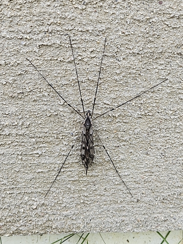 Giant Crane Fly